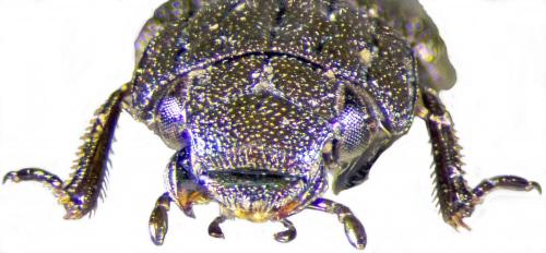 Helophorus glacialis